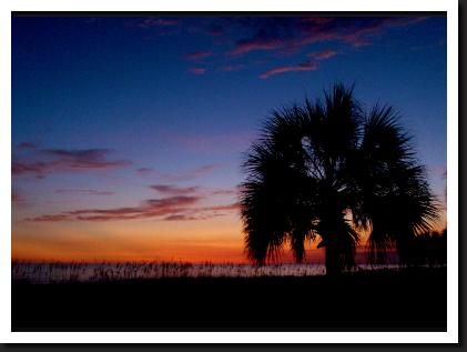 Palm tree at sunset on panama city beach